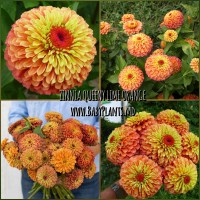 Zinnia Queeny Lime Orange 10 sem.