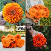 Zinnia Queeny Orange 10 sem.