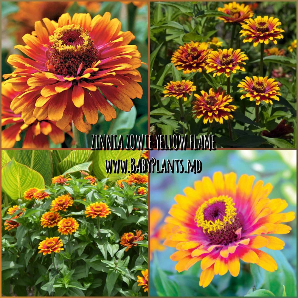 Zinnia Zowie! F1 Yellow Flame 5 sem.