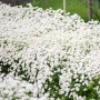 Tanacetum parthenium Tetra White Wonder Double Blanc 20 sem.