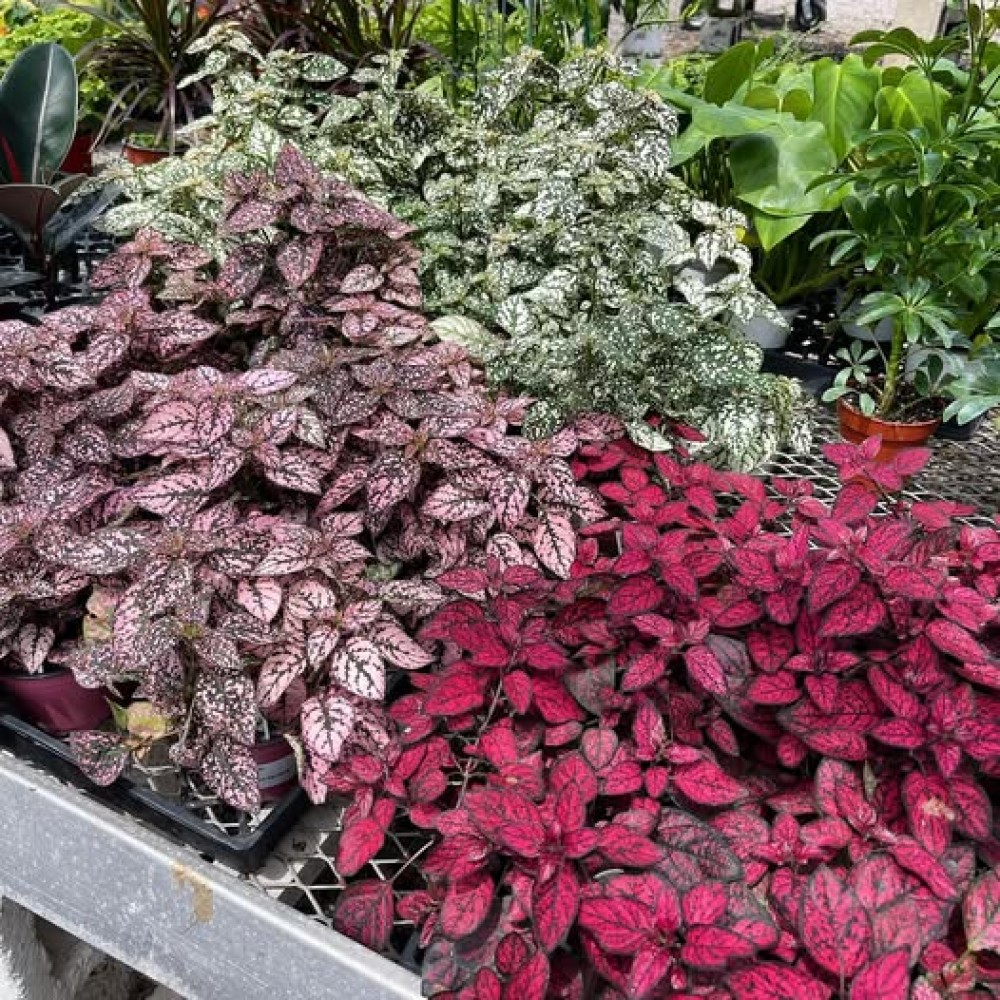 Hypoestes Splash Select Mixture 10 sem.