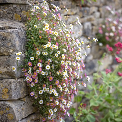 Erigeron karvinskianus Profusion 5 sem.