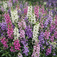 Angelonia Serena® F1 Mix 3 sem.