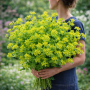 Bupleurum Grifitti 0.05g