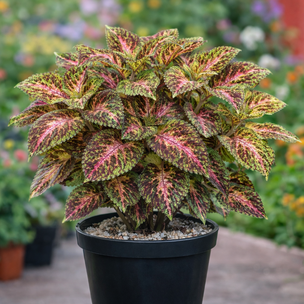 Coleus GT Exhibition Marble — 5 semințe