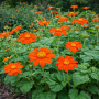 Tithonia (Floarea-soarelui mexicană) Mexican Sunflower