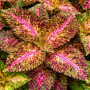Coleus GT Exhibition Marble — 5 semințe