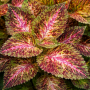 Coleus GT Exhibition Marble — 5 semințe