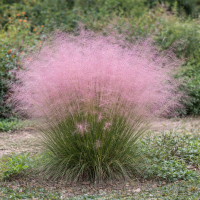 Eragrostis spectabilis 10 sem.