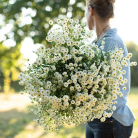 Tanacetum parthenium Tetra White Wonder Double Blanc 20 sem.