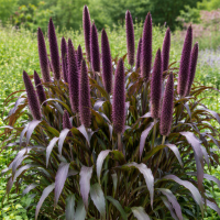 Pennisetum glaucum Purple Majesty 3 sem.