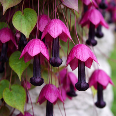 Rhodochiton atrosanguineus Purple Bells 5 sem.