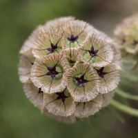 Scabioasă stelată Satellite capsule bronz 5 sem.