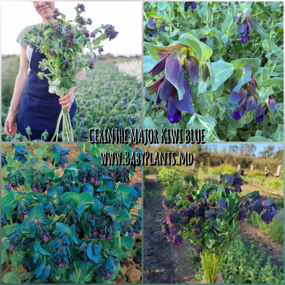 Cerinthe major Kiwi Blue — 4 sem.