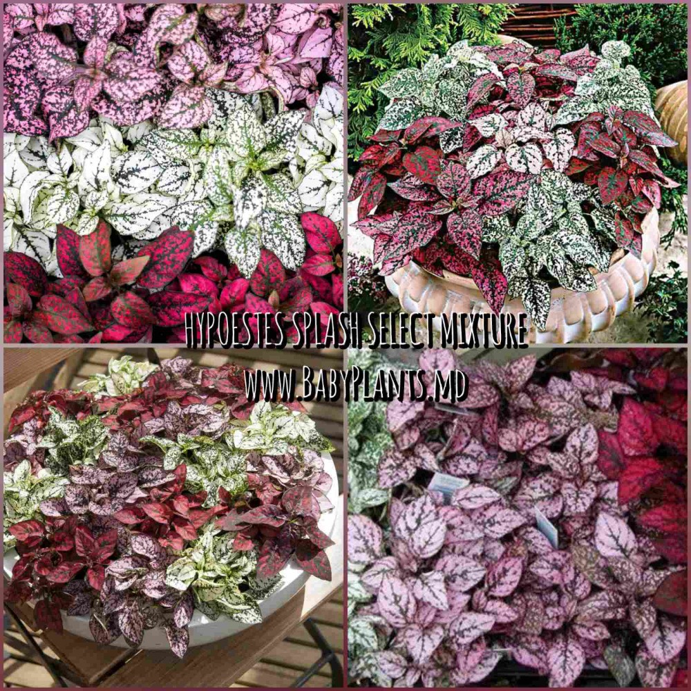 Hypoestes Splash Select Mixture 10 sem.