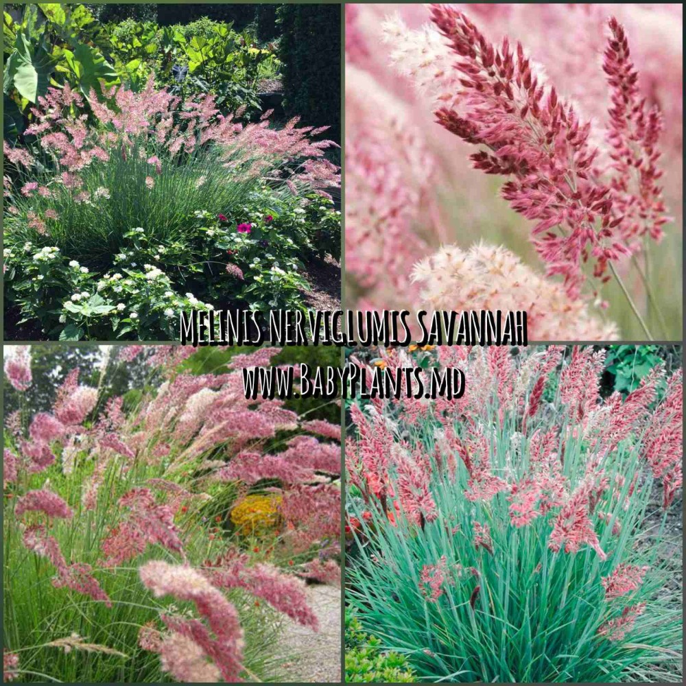 Melinis nerviglumis Savannah 5 sem.