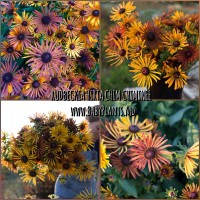 Rudbeckia hirta Chim Chiminee 10 sem.