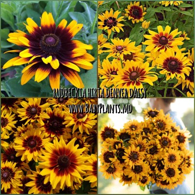 Rudbeckia hirtă Denver Daisy 10 sem.