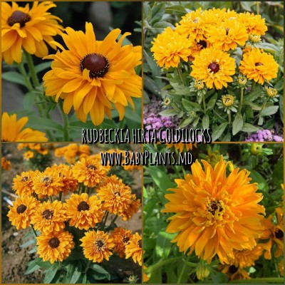 Rudbeckia hirta Goldilocks 10 sem.