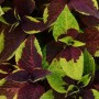 Coleus Premium Sun Pineapple Surprise — 3 sem.