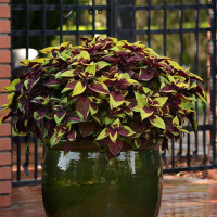 Coleus Premium Sun Pineapple Surprise — 3 sem.