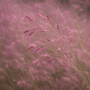 Eragrostis spectabilis 10 sem.
