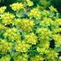Bupleurum Grifitti 0.05g