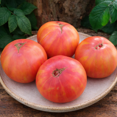 Roșii Focul din Betleem 15 sem.