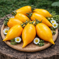 Roșii Canar Auriu (Colibri) 15–17 sem.