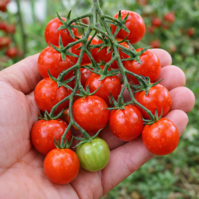 Roșii Miere Mexicană 15–17 sem.