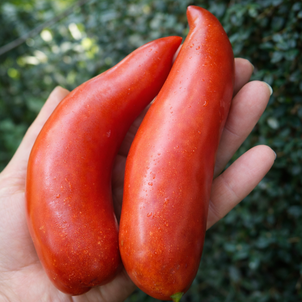 Roșii Cornul Andin (Andine Cornue) 15–17 sem.