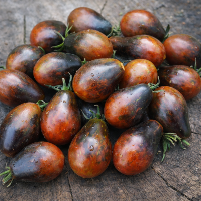 Roșii Chei Albastre (Blue Keys) 15–17 sem.