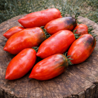 Roșii OSU O Blonde Avec Tétons 15–17 sem.