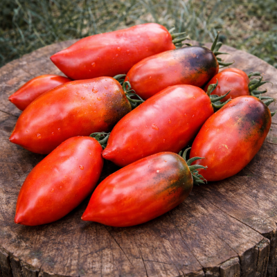 Roșii OSU O Blonde Avec Tétons 15–17 sem.