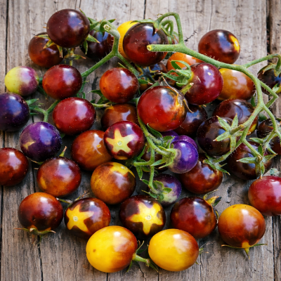 Roșii Boabe Auriu-Albastre 15–17 sem.