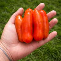 Roșii Flaschentomaten 15–17 sem.