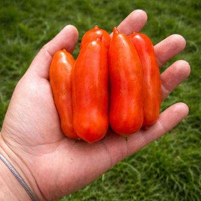 Roșii Flaschentomaten 15–17 sem.