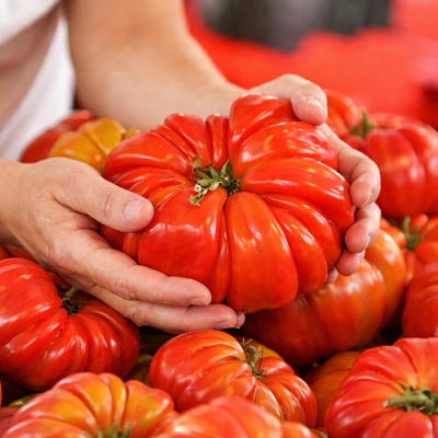 Roșii Riccio di Parma 15–17 sem.