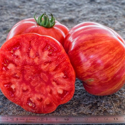 Roșii Big Chief Stripes 15 sem.