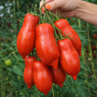 Roșii Pastă Abbattista 15 sem.