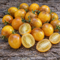 Roșii Dwarf Dream Weaver 15 sem.