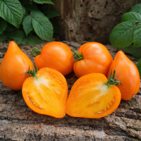 Roșii Fox Nose 10 sem.