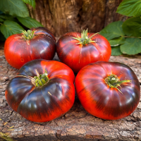 Roșii Galaktion 15 sem.