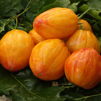 Roșii Laleaua Festivalul Mare 10 sem.