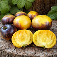 Roșii Eclipsa Lunii 10 sem.