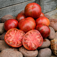 Roșii Dwarf Tennessee Suited 15 sem.