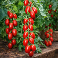 Roșii Vișină Yubbi 15–17 sem.