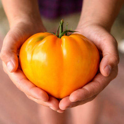 Roșii Căpșună Galbenă Germană 15 sem.