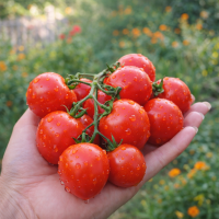 Roșii Talisman 15 sem.