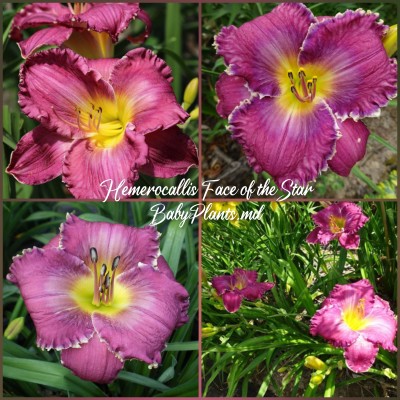 Hemerocallis Face of the stars